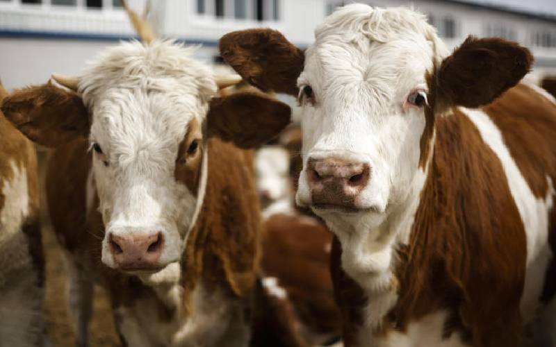 Things to consider for a beef production venture