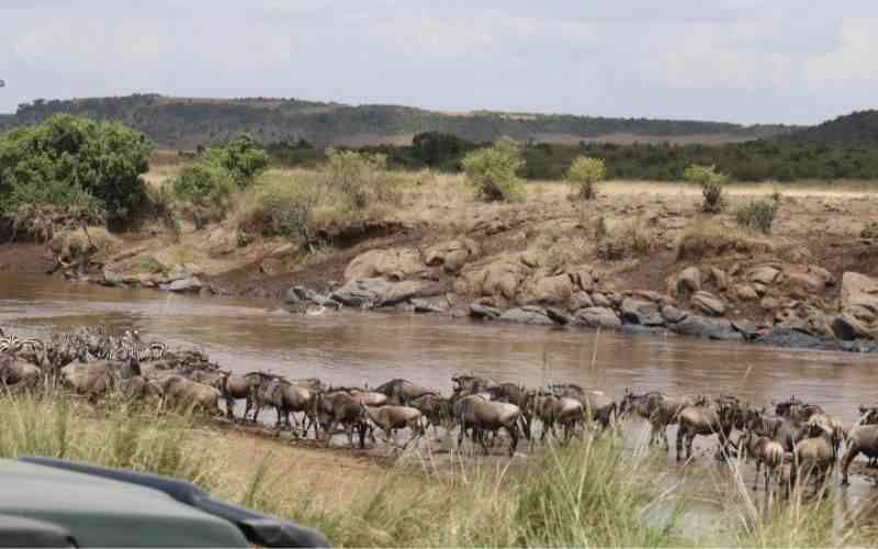 KWS dismisses claims of Wildebeest migration blockage in Maasai Mara