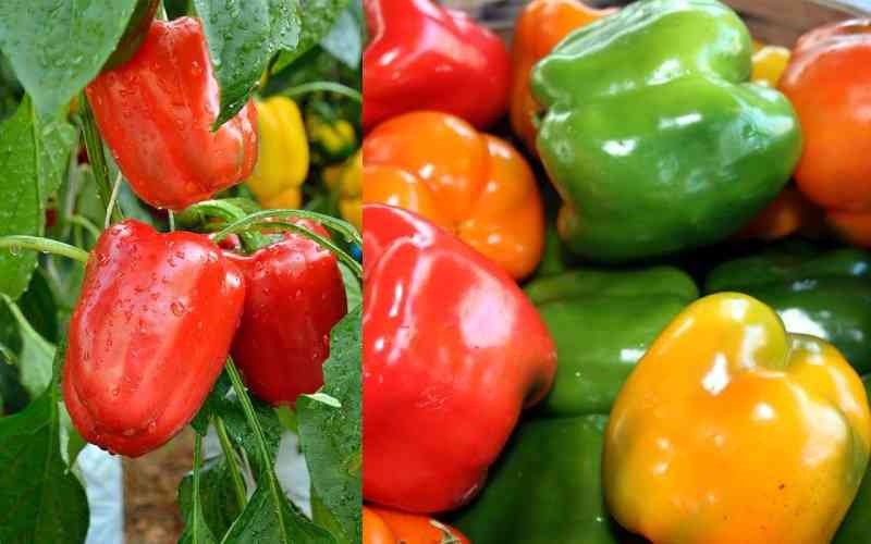 Pest control strategy on sweet pepper farm