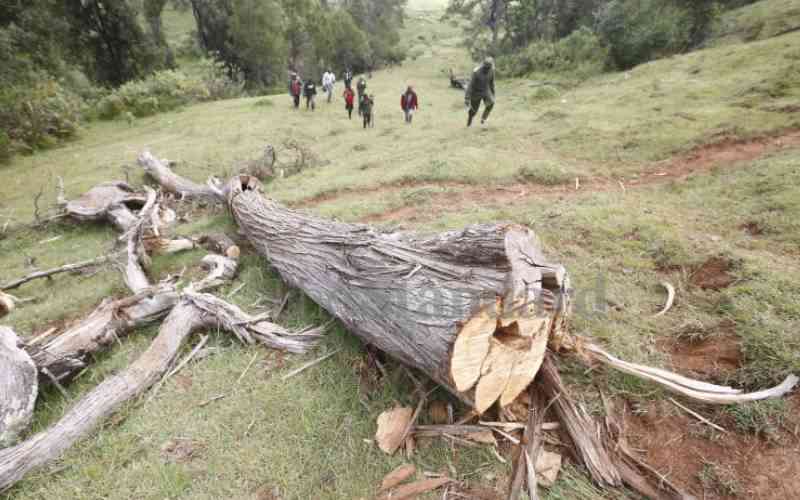 6,290 hectares of forest lost in 1 year: Report