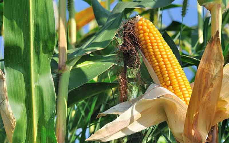 Experts urge State to increase research funding for GM crops