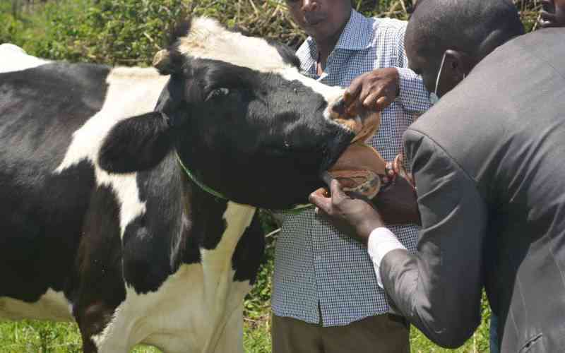 Women's ownership row over cows takes new twist after DNA test, death of one