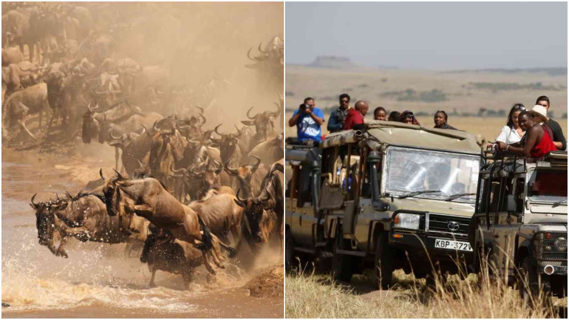 KWS refutes claims of wildebeest migration disruption by Ritz-Carlton after viral videos