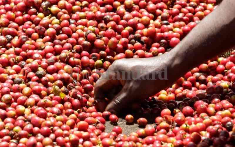Nairobi auction reopens on Tuesday as firms release 23,056 bags of coffee
