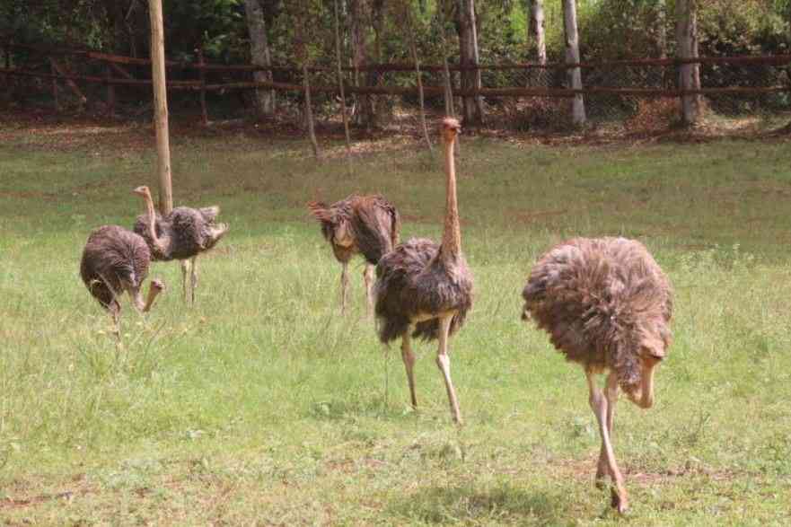 Farm that sees further: Foresight chooses feathers over cattle horns