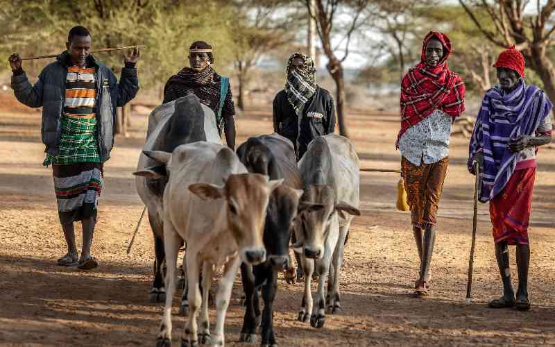 Why camels are replacing cows as Kenya battles drought