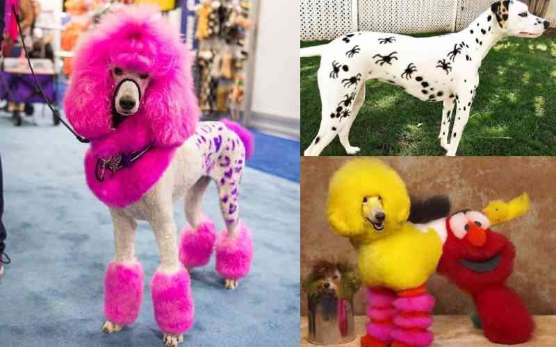 World of pet grooming: More than just aesthetics