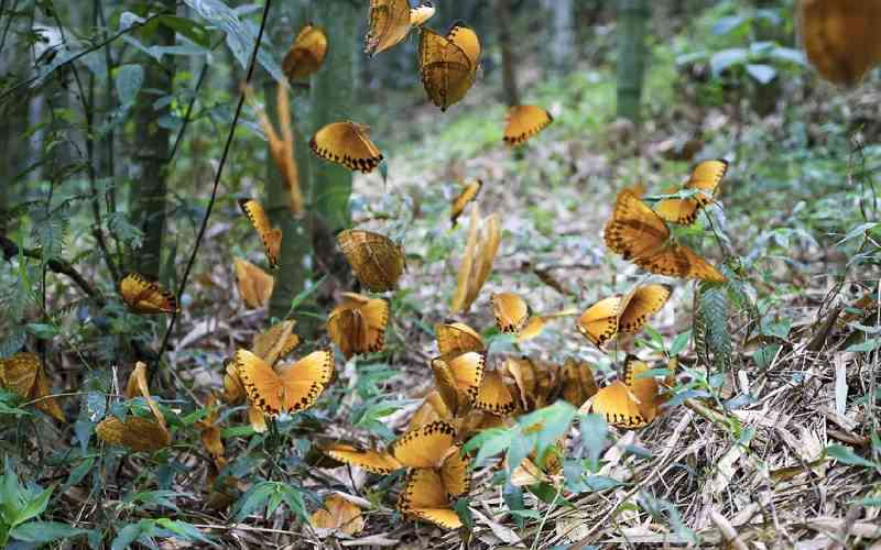 Expert: Swarms of butterflies not a bad omen, just mere migration