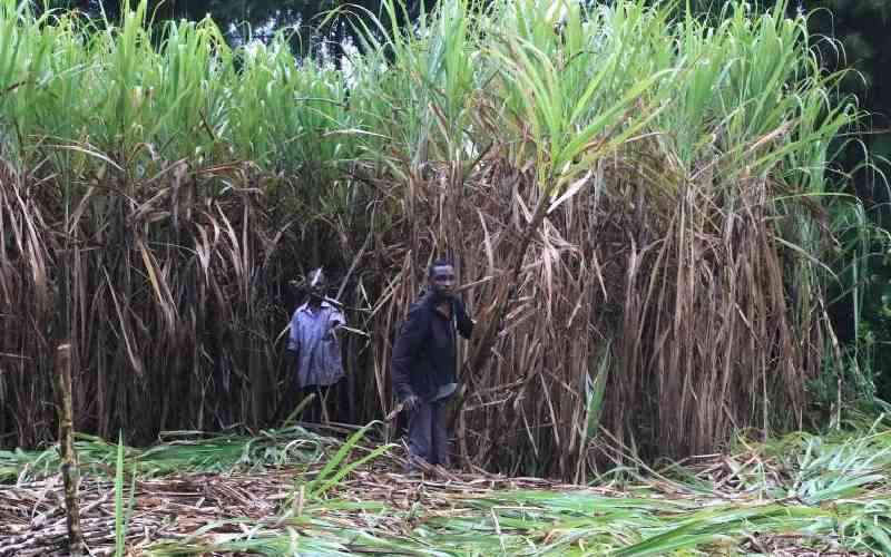 After avocado, KRA now trains its guns on sugarcane farmers