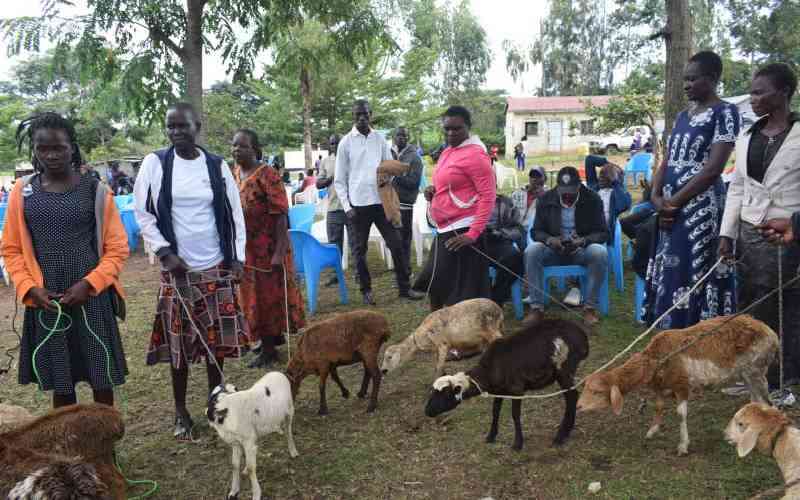 Ndhiwa farmers bank on sheep rearing project to boost livelihood