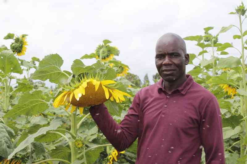 Siaya farmers abandon other crops for sunflowers