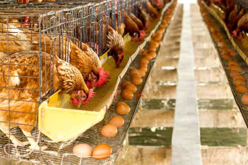 Chicken management for optimal egg production
