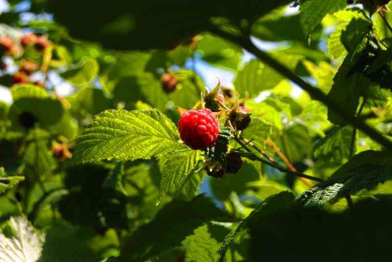 Raspberry farming: Step-by-step guide