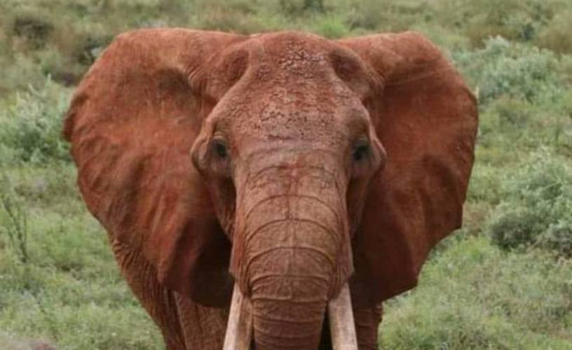 Dida, one of Africa's largest female elephants dies aged 65, at Tsavo East Park