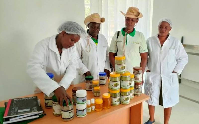 Farmers found livelihoods farming moringa
