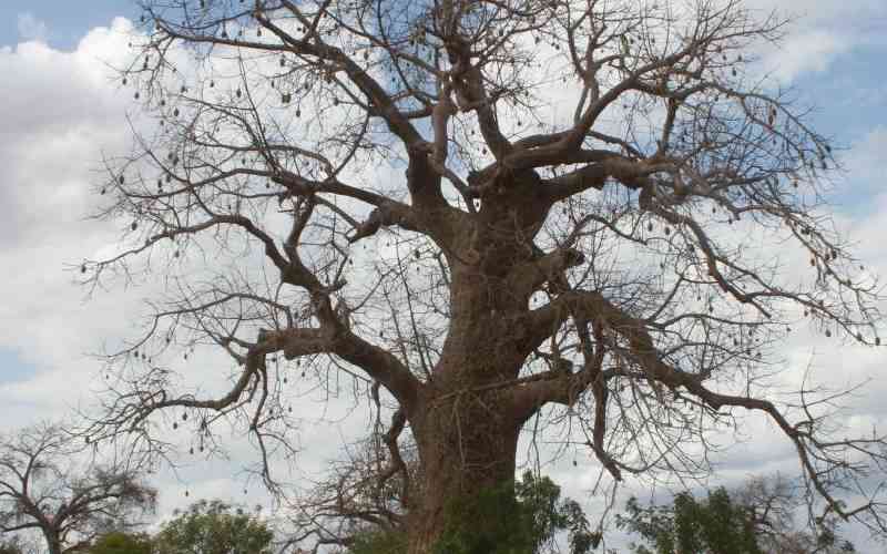 Researchers call for stringent biosecurity protocols to save baobabs from dying
