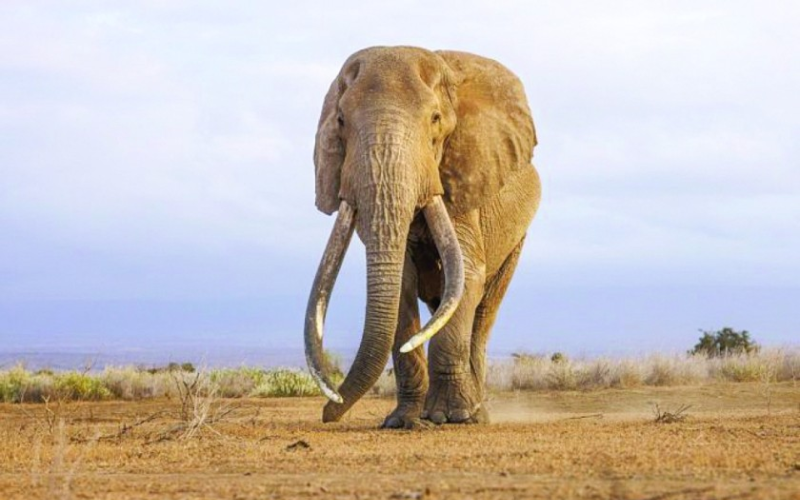 KWS to preserve legendary Amboseli super tusker Craig through taxidermy