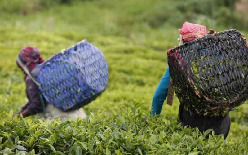 Kenyan tea farmers set for major leap in industry transformation