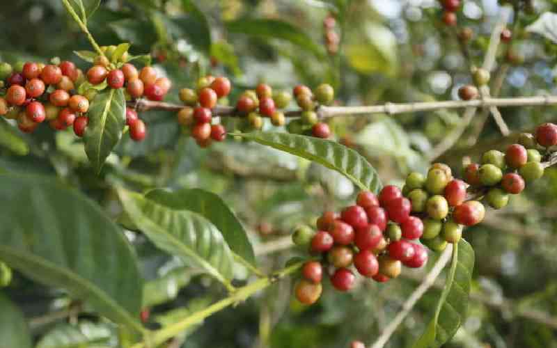 State to heed ruling on new coffee payment system