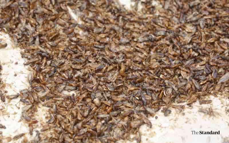 Sirisia residents hospitalised after eating contaminated Kumbikumbi