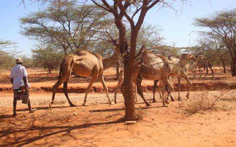 Save pastoralists in dry counties from devastating effects of drought