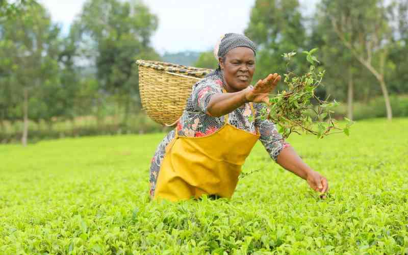 Will fresh blood at helm of KTDA turn the tide for tea farmers?