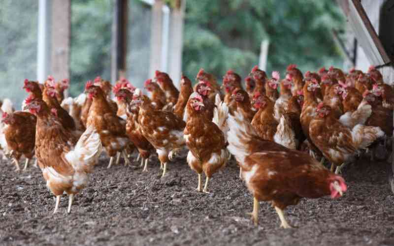 7 tips on poultry immunisation