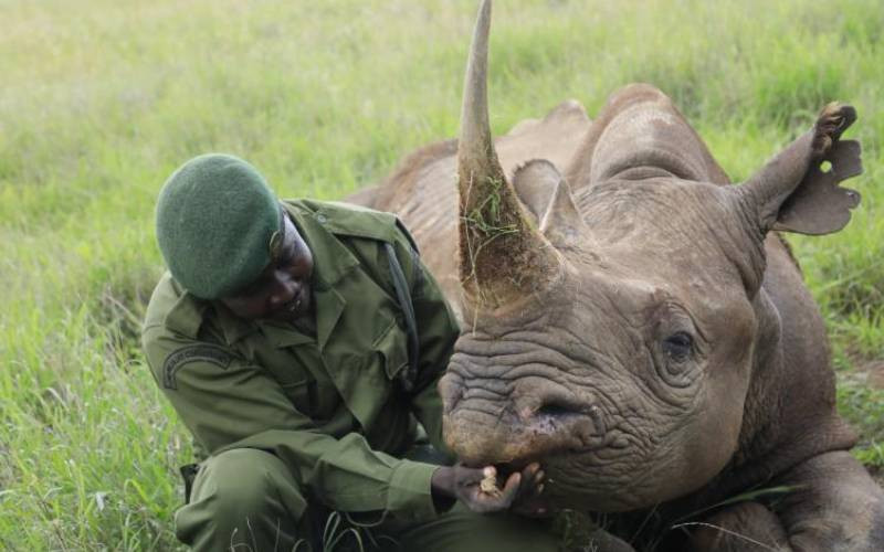 Extraordinary bond between rhinoceros and minder at conservancy