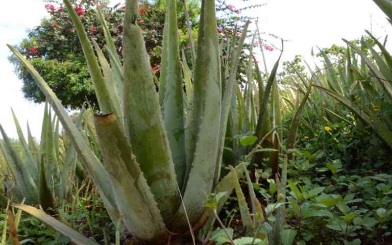 How to grow and make money from aloe vera