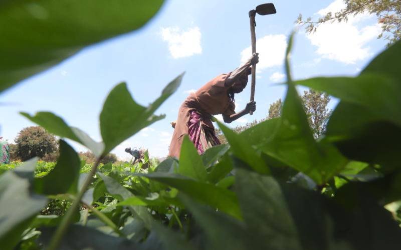 Kenya's silent food crisis of hunger amid plenty