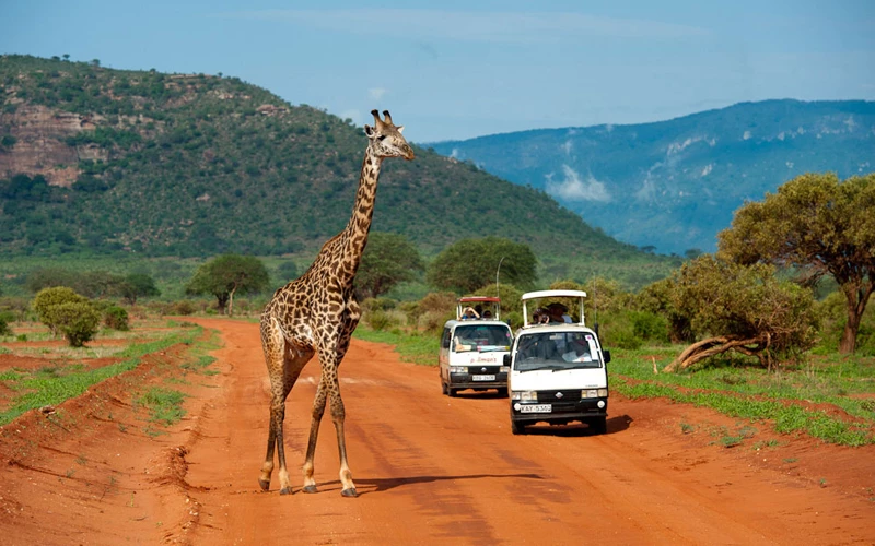 Tsavo East named world's third best birdwatching destination, ahead of Amboseli