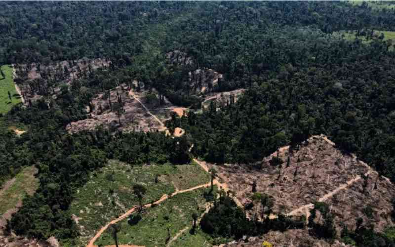World far off track on pledges to end deforestation by 2030- Report