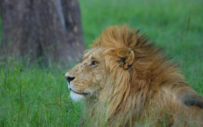 Why is the lion the king of the jungle?