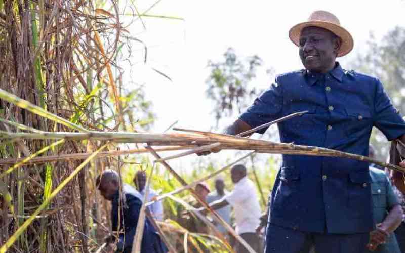 The irony of Ruto's sugar revival plan targeting mass layoffs