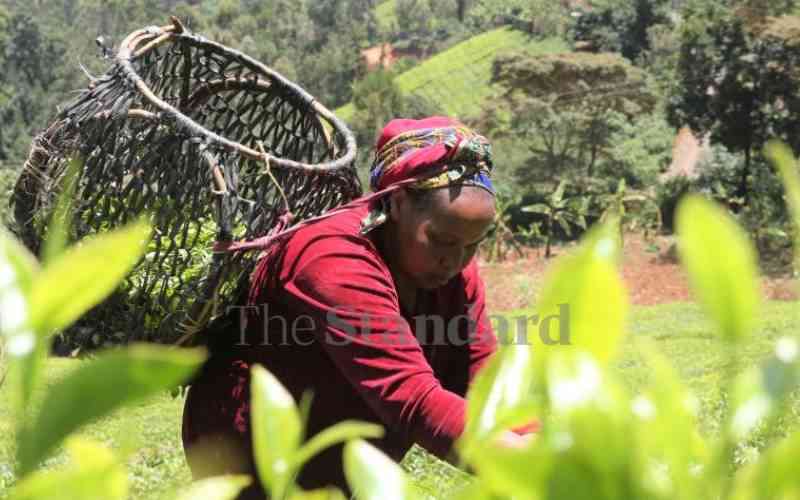 Joy for tea farmers as factories approve early bonus payments