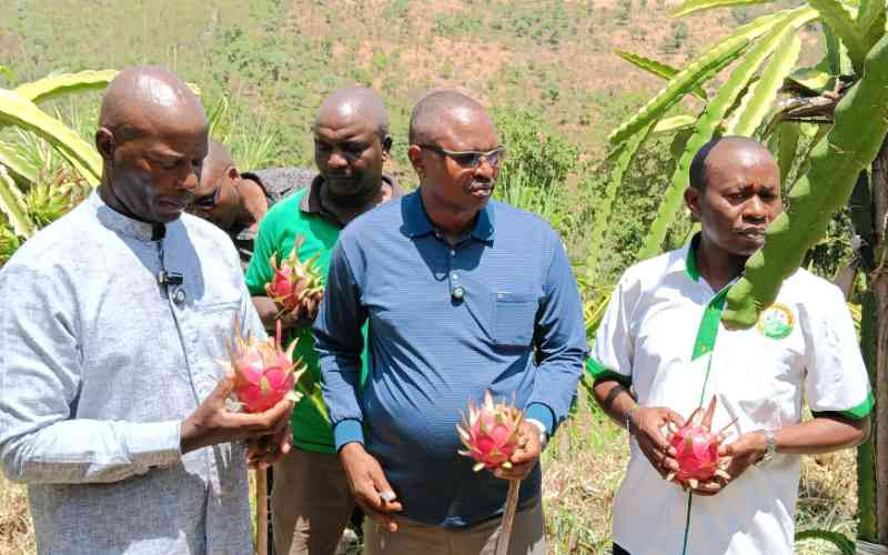 Kenya farmers turn to underutilised indigenous fruits to improve livelihoods