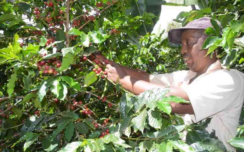 It's a wake-up call as Gachagua to meet farmers over coffee