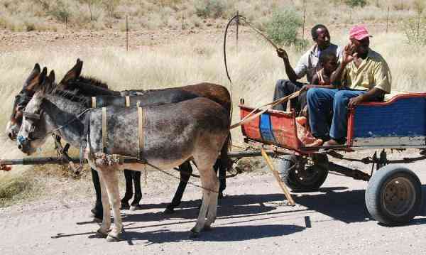 With inflation, a donkey is better than a car