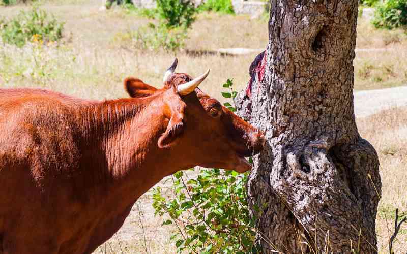 Diet problems that push your cows to eat cypress tree barks