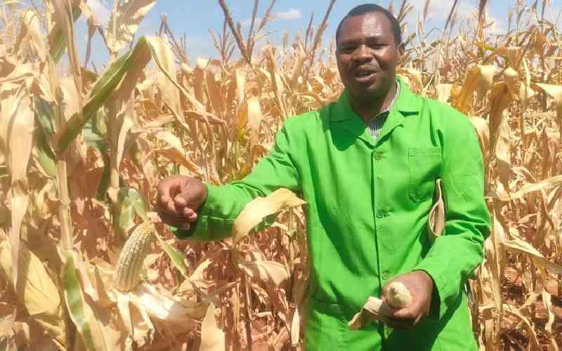 Food security: Kenya's long debate on GMOs far from over