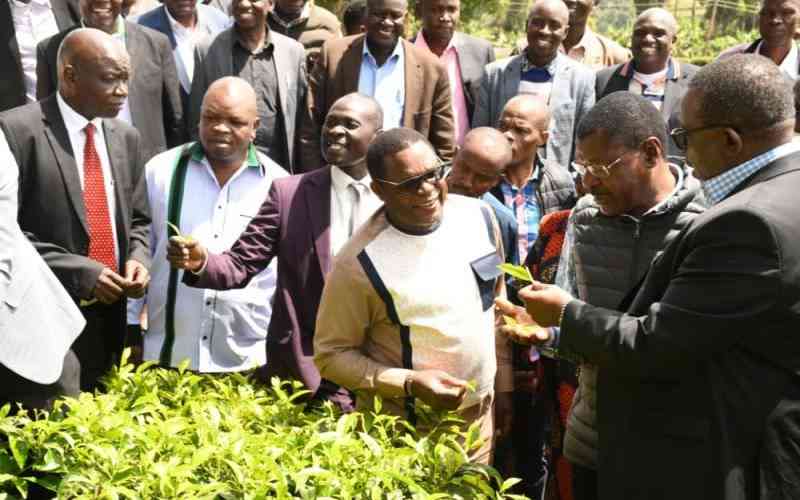 Review tea reforms to save farmers from heavy losses