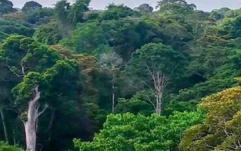 Green Belt challenges new law opening forests to road projects
