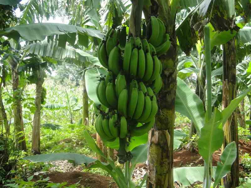 Hybrid bananas offer farmers new beginning