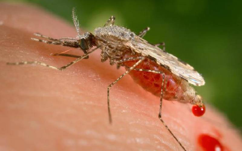 Alarm over stalled anti-malaria drive as cases on the rise