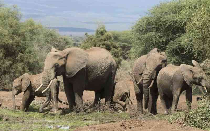 Gut microbiomes of elephants altered by livestock in shared spaces