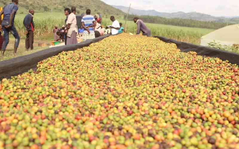 Coffee auction nets Sh377 mill...