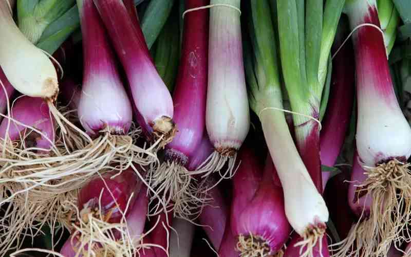 Step-by-step guide of growing spring onions