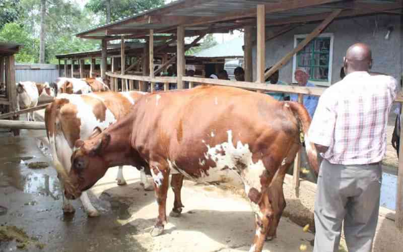 Government cuts AI semen cost to Sh1,400