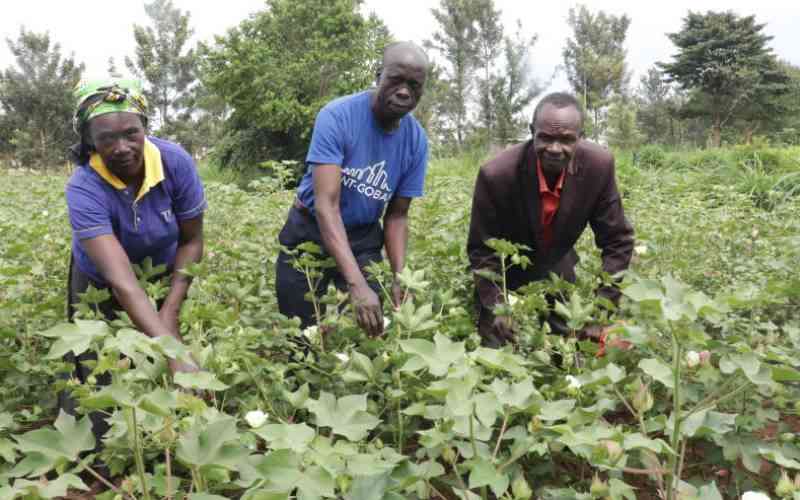 Busia has potential to produce cotton worth Sh3b, says State