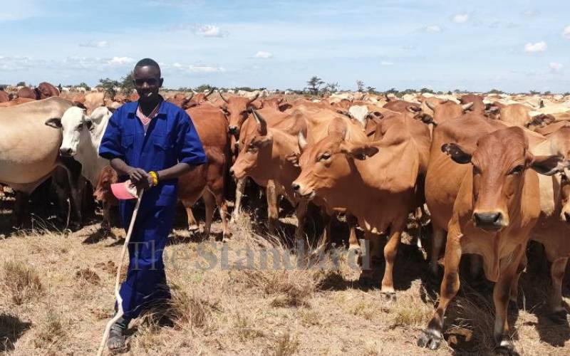 Pastoralists enter deal with local ranches to beat biting drought